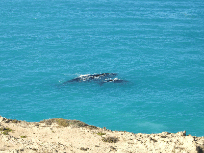 Mother and child at Head of the Bight